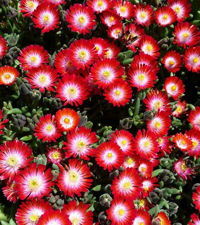 Ice Plant Jewel of Desert Grenade